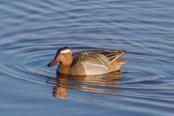 Garganey photographed at Claire Mare [CLA] on 6/4/2015. Photo: &copy; Rod Ferbrache