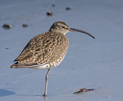 Whimbrel photographed at Richmond [RIC] on 20/4/2015. Photo: &copy; Barry Wells