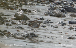 Whimbrel photographed at Chouet Refuse Tip on 24/4/2015. Photo: &copy; Colin Mucklow
