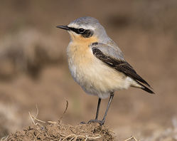 Wheatear photographed at Pleinmont [PLE] on 27/4/2015. Photo: &copy; Barry Wells