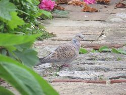 Turtle Dove photographed at Brock Road, St Peter Port on 13/5/2015. Photo: &copy; Sarah Cash