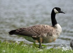Greater Canada Goose photographed at Grande Mare [GMA] on 1/6/2015. Photo: &copy;  Rockdweller