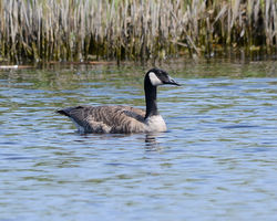 Greater Canada Goose photographed at Grande Mare [GMA] on 1/6/2015. Photo: &copy; Jason Friend