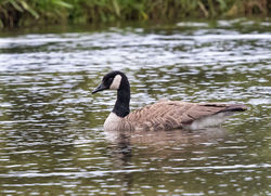 Greater Canada Goose photographed at Grande Mare [GMA] on 1/6/2015. Photo: &copy; Anthony Loaring