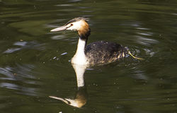 Great Crested Grebe. Photo: &copy; Colin Mucklow