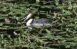 Great Crested Grebe. Photo: &copy; Colin Mucklow