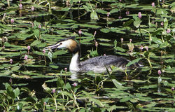Great Crested Grebe. Photo: &copy; Colin Mucklow