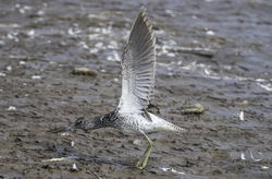 Greenshank photographed at Claire Mare [CLA] on 30/6/2015. Photo: &copy; Colin Mucklow