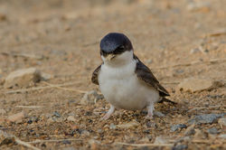 House Martin photographed at Pleinmont [PLE] on 2/7/2015. Photo: &copy; Jason Friend