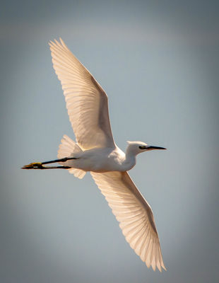Little Egret photographed at Vale Pond [VAL] on 6/8/2015. Photo: &copy; berni kerrigan