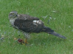 Sparrowhawk photographed at FINISTERRE,RTE.DU TERTRE on 25/8/2015. Photo: &copy; Tony Grange