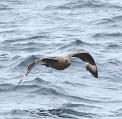 Great Skua photographed at Pelagic [PEL] on 30/8/2015. Photo: &copy; Mark Guppy