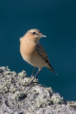 Wheatear photographed at Pleinmont [PLE] on 28/9/2015. Photo: &copy; Rod Ferbrache