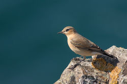 Wheatear photographed at Pleinmont [PLE] on 28/9/2015. Photo: &copy; Rod Ferbrache