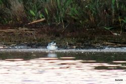 Grey Phalarope photographed at Claire Mare [CLA] on 14/9/2015. Photo: &copy; C. Bollen
