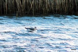 Grey Phalarope photographed at Claire Mare [CLA] on 14/9/2015. Photo: &copy; C. Bollen