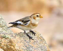 Snow Bunting photographed at Fort Hommet [HOM] on 7/10/2015. Photo: &copy; Mark Guppy