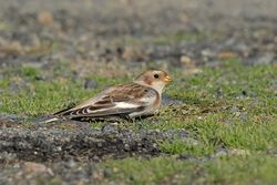 Snow Bunting photographed at Fort Le Crocq [FLC] on 8/10/2015. Photo: &copy; Jason Friend