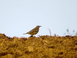 Mistle Thrush photographed at Rue des Hougues, STA [H04] on 11/10/2015. Photo: &copy; Mark Guppy