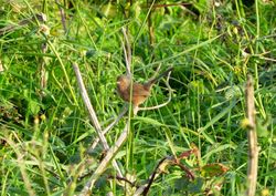 Dartford Warbler photographed at Fort Hommet [HOM] on 20/10/2015. Photo: &copy; Mark Guppy