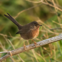 Dartford Warbler photographed at Fort Hommet [HOM] on 20/10/2015. Photo: &copy; Anthony Loaring