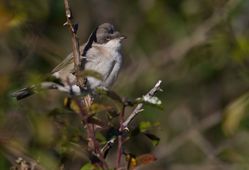 Lesser Whitethroat photographed at Vaux de Monel [MON] on 28/10/2015. Photo: &copy; Dan Scott