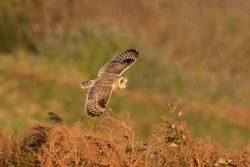 Short-eared Owl photographed at Pleinmont [PLE] on 1/11/2015. Photo: &copy; Rod Ferbrache
