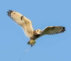 Short-eared Owl photographed at Pleinmont [PLE] on 1/11/2015. Photo: &copy; Cindy  Carre