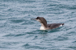 Black-throated Diver photographed at Town Harbour [TOW] on 19/12/2015. Photo: &copy; Andy Marquis