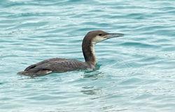 Black-throated Diver photographed at Town Harbour [TOW] on 19/12/2015. Photo: &copy; Anthony Loaring
