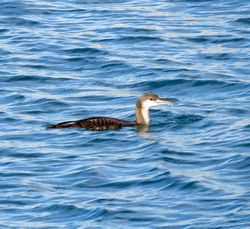 Black-throated Diver photographed at Town Harbour [TOW] on 20/12/2015. Photo: &copy; Mark Guppy