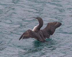 Black-throated Diver photographed at Town Harbour [TOW] on 22/12/2015. Photo: &copy; Vic Froome