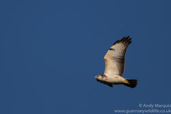 Buzzard photographed at St Saviour (Parish) on 28/1/2016. Photo: &copy; Andy Marquis