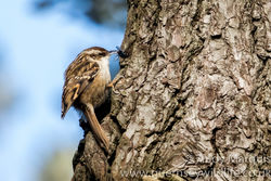 Short-toed Treecreeper photographed at Saumarez Park [SAU] on 12/3/2016. Photo: &copy; Andy Marquis
