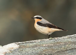 Wheatear photographed at Fort Doyle [DOY] on 27/3/2016. Photo: &copy; Anthony Loaring