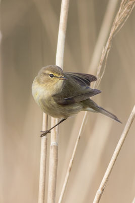 Chiffchaff photographed at Rue des Bergers [BER] on 6/4/2016. Photo: &copy; Rod Ferbrache