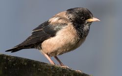 Rose-coloured Starling photographed at La Rocquette on 16/4/2016. Photo: &copy;  Rockdweller