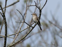 Spotted Flycatcher photographed at Grands Marais/Pre [PRE] on 7/5/2016. Photo: &copy; Julie Davis