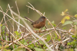 Dartford Warbler photographed at South Coast Cliffs on 17/6/2016. Photo: &copy; Rod Ferbrache