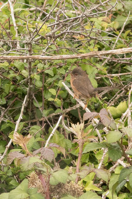 Dartford Warbler photographed at South Coast Cliffs on 17/6/2016. Photo: &copy; Rod Ferbrache