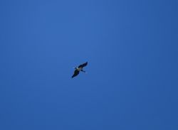  photographed at Mount Row, SPP [MOS] on 17/7/2016. Photo: &copy; Mark Guppy