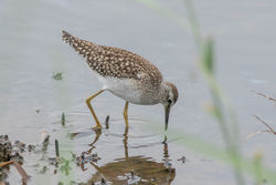 Wood Sandpiper photographed at Claire Mare [CLA] on 5/9/2016. Photo: &copy; Rod Ferbrache