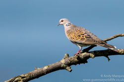 Turtle Dove photographed at Les Grantez, CAT [LGZ] on 6/9/2016. Photo: &copy; Andy Marquis