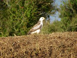 Buzzard photographed at Rue des Hougues, STA [H04] on 14/9/2016. Photo: &copy; Mark Guppy