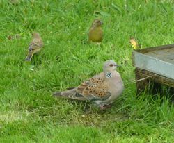 Turtle Dove photographed at Les Passee on 14/9/2016. Photo: &copy; Vic Froome
