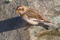 Snow Bunting photographed at Chouet [CHO] on 30/9/2016. Photo: &copy; Rod Ferbrache