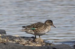Teal photographed at Claire Mare [CLA] on 5/10/2016. Photo: &copy; Julie Davis