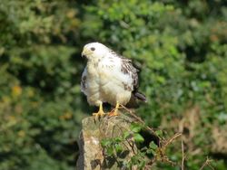 Buzzard photographed at Rue des Hougues, STA [H04] on 15/10/2016. Photo: &copy; Mark Guppy