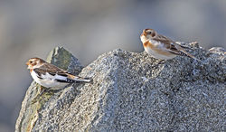 Snow Bunting photographed at Fort Le Crocq [FLC] on 17/10/2016. Photo: &copy; Mike Cunningham