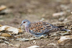 Turtle Dove photographed at Mt. Herault [MHE] on 27/10/2016. Photo: &copy; Andy Marquis